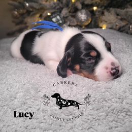 Lucy - Piebald female Dachshund puppy in Modesto, California from Cabrera Family Kennels