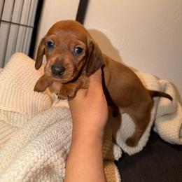 Oakley - Wild boar male Dachshund puppy in Los Angeles, California from Dachshunds of the Desert