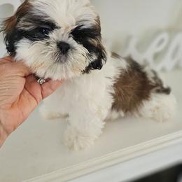 Felix - Black gold and white male Shih Tzu puppy in Corona, California from Trinity Shihtzu's So Calif