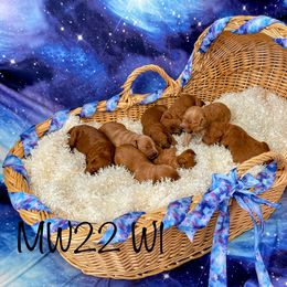 Goldendoodle Puppies from Ming’s Dynasty Doodles
