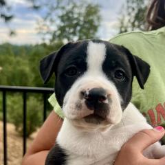 Staffordshire Bull Terrier Puppies from PureGrit Staffords