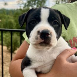 Staffordshire Bull Terrier Puppies from PureGrit Staffords