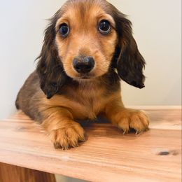 Quinn 3200 - Red female Dachshund puppy in Sylvania, Alabama from Yancey’s Doxies