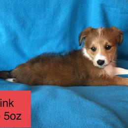Aussiedoodle, Colorado Mountain Dog, and Corgipoo Puppies from Stone Table Ranch/STR Just Doodle It