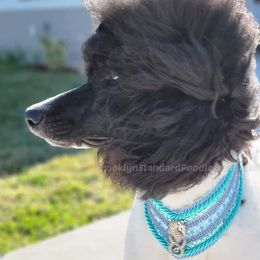 Harley - Poodle