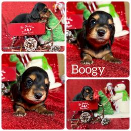 Boogy - Black and tan male Dachshund puppy in Tacoma, Washington from SunChime