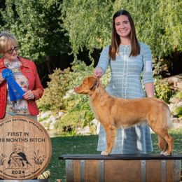 Nova Scotia Duck Tolling Retrievers from Terracotta Tollers
