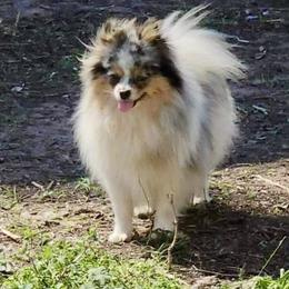 Raina - Pomeranian