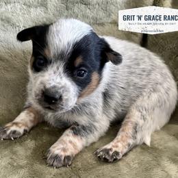 Ajax - Blue speckled male Australian Cattle Dog puppy in Atwood, Kansas from Grit ‘n’ Grace Ranch