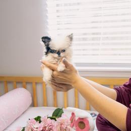 Malibu - Black and white female Chihuahua puppy in Jacksonville, Florida from Petits Chihuahuas