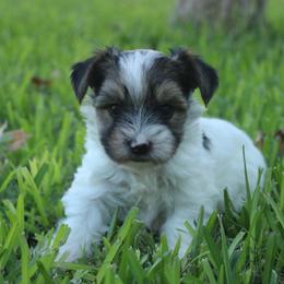 Marley - Parti male Yorkshire Terrier puppy in Eastland, Texas from Peach Yorkies