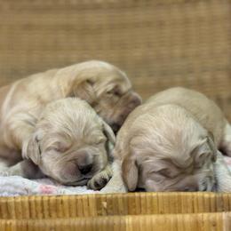 Girl 4 - Golden female Golden Retriever puppy in Tonasket, Washington from Denzil’s Goldens