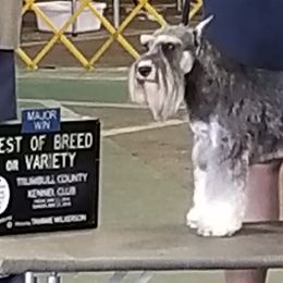 Miniature Schnauzers from Casablanca Miniature Schnauzers