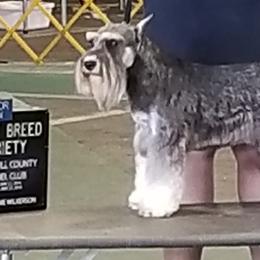 Miniature Schnauzers from Casablanca Miniature Schnauzers