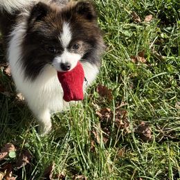 Striker - Brindle male Pomeranian puppy in Zionville, North Carolina from Shaner Poms
