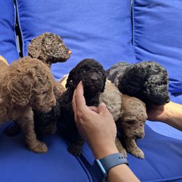 Poodle Puppies from Boston & Sky
