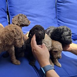 Poodle Puppies from Boston & Sky