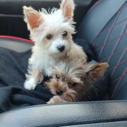 Bloodhound and Yorkshire Terrier All Grown Up from Buckingham Bloodhounds