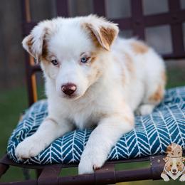 Cider - Red merle male Miniature Australian Shepherd puppy in Hearne, Texas from Wigglebutts Unlimited