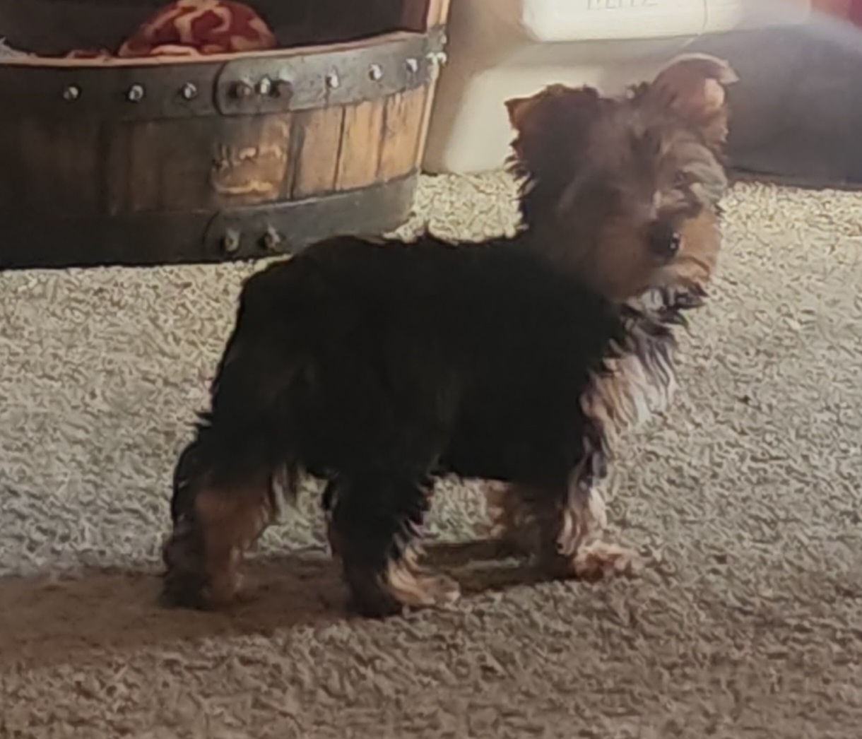 Boy 2 Hopper - Black and tan Yorkshire Terrier puppy in Junction City, Ohio from On The Edge Of A Dream Yorkies