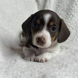 Dachshund Puppies from Teenie Tiny Doxies