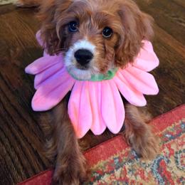Cavalier King Charles Spaniel, Cavapoo, Havanese, Havapoo, and Poodle Puppies from West Cobb Dogs