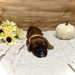 Elfie - Brown female Whoodle puppy in Merritt, Michigan from Genesis Family Farm