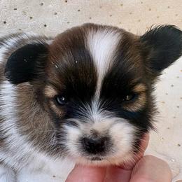 Snow White (red) - White and sable female Papillon puppy in Chattanooga, Oklahoma from Lottie Dottie Scottie’s and Papillons
