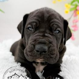 Moe - Black male Great Dane puppy in Sac City, Iowa from Northern Great Danes of Colorado & Iowa