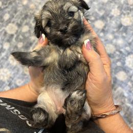 Havanese Puppies from Becky Coker