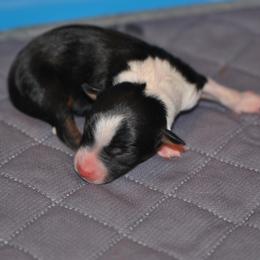 Miniature American Shepherd and Toy Australian Shepherd Puppies from Roeboat Aussies