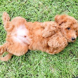 Goldendoodle Puppies from Summer Sun Doodles