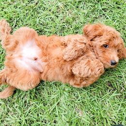 Goldendoodle Puppies from Summer Sun Doodles