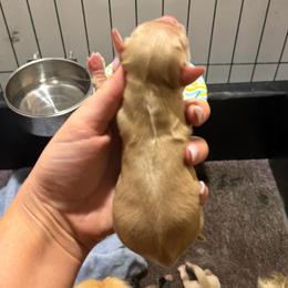 Girl 1 - Cream female Dachshund puppy in Stamford, Texas from West Texas Miniature Dachshunds