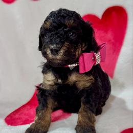 Hot Pink - Phantom female Poodle puppy in Simms, Texas from Donna’s Aussies & Pink Heart Poodles