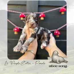 Silkie Song - Lt. Purple Collar - Merle female Goldendoodle puppy in Garland, Texas from Twilight Doodles