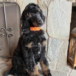 GIGI - Black Phantom - Phantom female Poodle puppy in Charlo, Montana from Heavenly Hilltop Farm