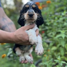 English Springer Spaniel Puppies from Cherokee Springers of NWFL