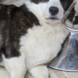 Cardigan Welsh Corgis and Great Danes from McOwen Kennels