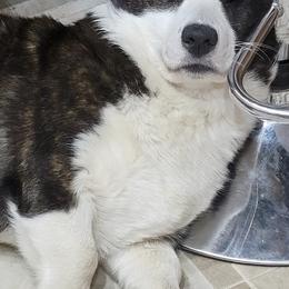 Cardigan Welsh Corgis and Great Danes from McOwen Kennels