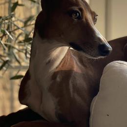 Italian Greyhounds from Cuore Italian Greyhounds