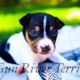 Black Tri 2 - Black tan and white male Rat Terrier puppy in Allegan, Michigan from Gun River Terriers