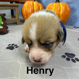 Henry - Red male Pembroke Welsh Corgi puppy in Apison, Tennessee from Ashmore Corgis