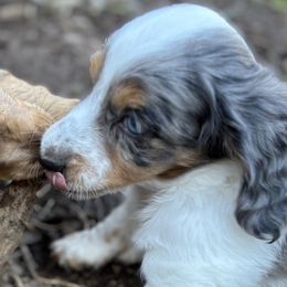 Dachshunds from MC Mini Doxies