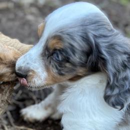 Dachshunds from MC Mini Doxies