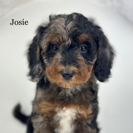 Josie - Merle female Goldendoodle puppy in Milford, Indiana from Railway Acres Kennel