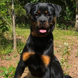 Eleven - Black and mahogany female Rottweiler puppy in Industry, Illinois from KDKs Kennels