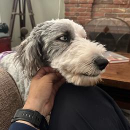 Dolly - Sheepadoodle