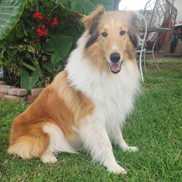 Sunny Grace - Sable merle female Collie puppy in Bellflower, California from Prime Star Collies