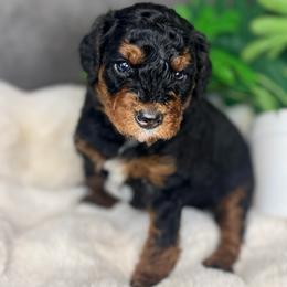 Ms. Purple - Black phantom female Aussiedoodle puppy in San Antonio, Texas from Lovable Doodles SA